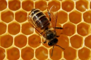 Decline in Bee colony due to pesticides