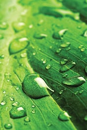 Leaf_with_Rain_Droplets.jpg