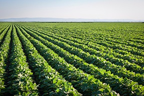 Soybean_Field.jpg