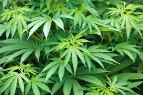 Marijuana_field